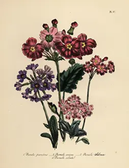 Perennials: Primrose or Primula species