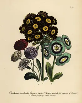 Perennials: Primrose or Primula varieties