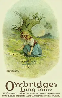 Owbridge: Primroses