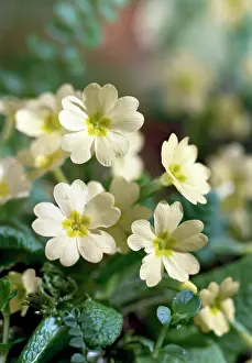 Clump: Primroses
