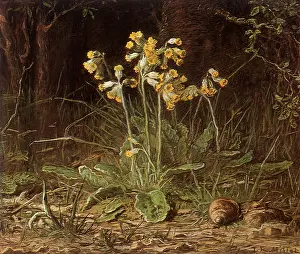 Slowly: Primroses