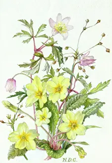 Garside: Primroses and Anemones