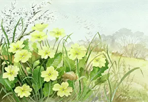 Blackthorn: Primroses and Blackthorn