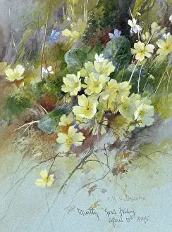 Baldwyn: Primroses with Blue and White Violets