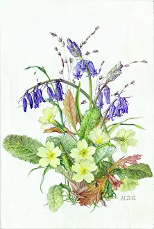 Garside: Primroses and Bluebells