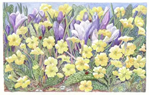 Primroses: Primroses and crocuses with ladybirds