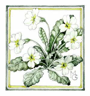 Gillies: Primroses - in green and gold