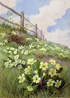 Forestier: Primroses ??on a grassy bank
