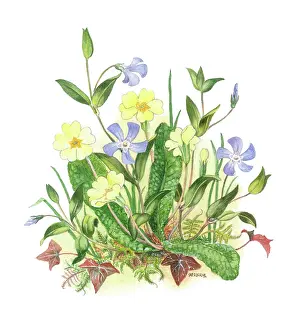 Primroses: Primroses and Periwinkles