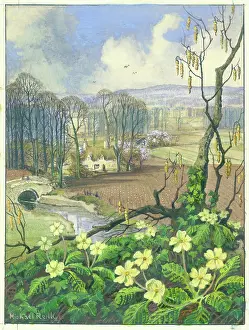 Primroses: Primroses with spring landscape beyond