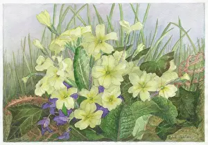 Primroses: Primroses and Violets