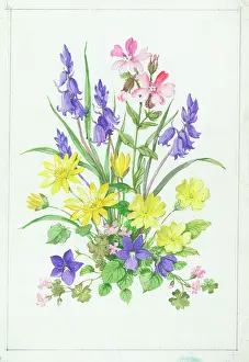 Campion: Primroses, violets, bluebells, campion etc