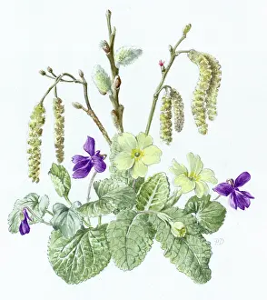 Dawe: Primroses, violets and catkins
