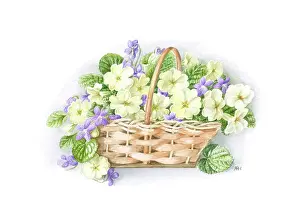 Primroses: Primroses and Violets in a small Basket