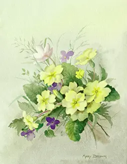 Windflower: Primroses, violets and windflower