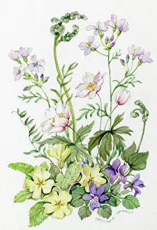 Windflowers: Primroses, violets, windflowers and fern