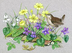 Primroses: Primroses and violets with wren