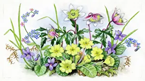 Sherborne: Primroses, wind flowers, violets