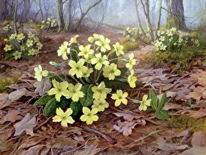 Clump: Primroses ? in woodland