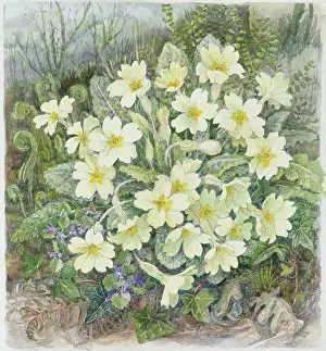 Rosaleen: Primroses in a Woodland Setting