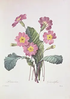 Fleurs: Primula acaulis (vulgaris), common primrose
