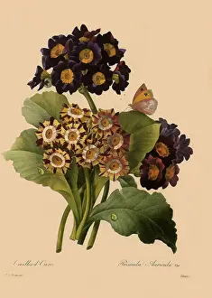 Primroses: Primula Auricula