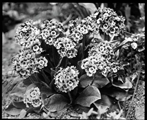 Ranges: Primula Auricula (Bear's Ear Primrose)