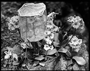 Ranges: Primula Auricula (Bear's Ear Primrose) with bee guard