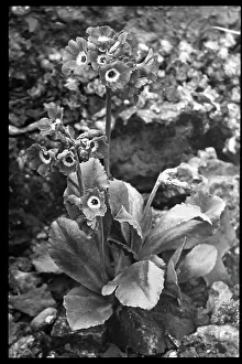 Primrose: Primula Auricula (Bear's Ear Primrose) Celtic King