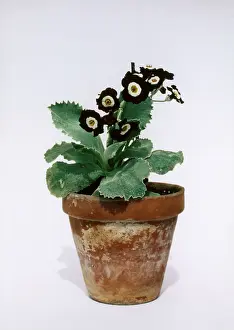 Amies: Primula Auricula Hardy Amies