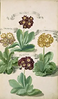 Geomorphology: Primula auricula, mountain cowslip