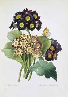Fleurs: Primula auricula, primrose