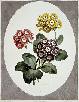 Primrose: Primula auricula, primrose