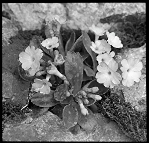 Primrose: Primula Berninae (Berninae Primrose)