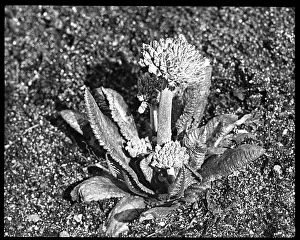 Primrose: Primula Denticulata (Drumstick or Himalayan Primrose)