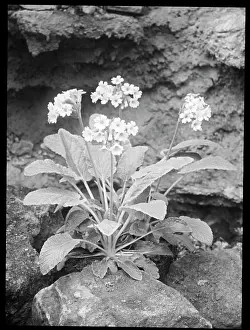 Primrose: Primula Forrestii (Forest Primrose)