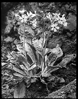 Primrose: Primula Frondosa (Leafy Primrose)