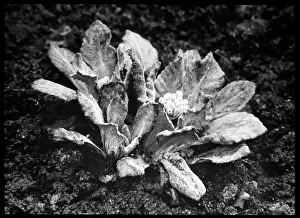 Primrose: Primula Frondosa (Leafy Primrose)