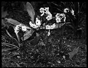 Delicate: Primula Involucrata