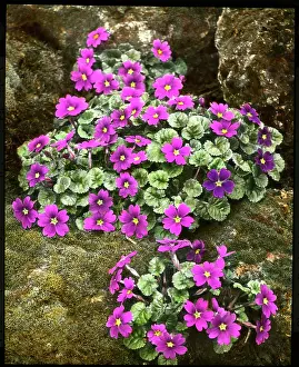 Primrose: Primula Juliae (Juliana Primrose)