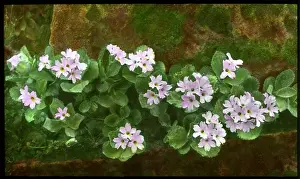 Primrose: Primula Marginata (Marginate or Silver Edged Primrose)