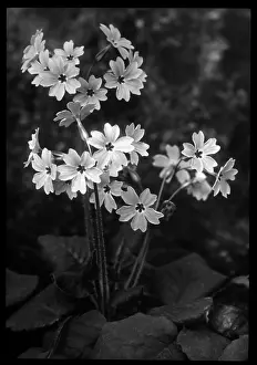 Rockery: Primula Megaseifolia