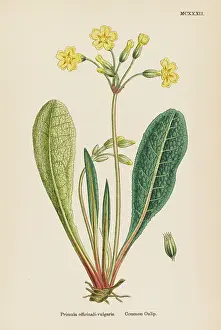 Oxlip: PRIMULA OFFICINALI-VULGA