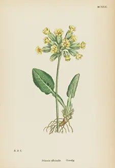 Cowslip: PRIMULA OFFICINALIS