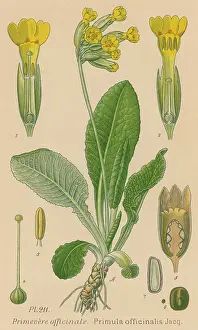 Veris: PRIMULA OFFICINALIS