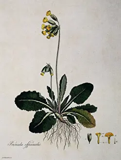 Officinalis: Primula officinalis, cowslip