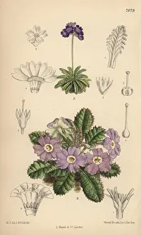 Hand Coloured: Primula pusilla and Primula petiolaris var