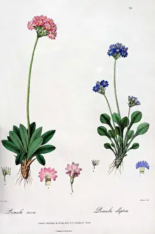 Rosea: Primula rosea and Primula elliptica