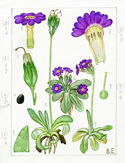 Primula: Primula scotica - Scottish primrose