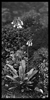 Primula: Primula Sikkimensis (Himalayan Cowslip)